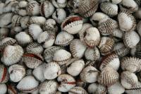 Riau Ekspor 4 Ton Kerang Setiap Hari ke Thailand 